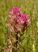 Castilleja lassenensis