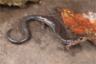 Shenandoah Mountain Salamander