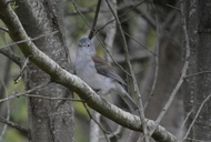 Grey Shrikethrush