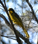 Helmeted Honeyeater