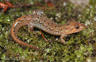 Apalachicola Dusky Salamander