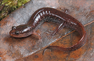Desmognathus auriculatus