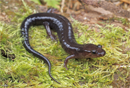Desmognathus balsameus