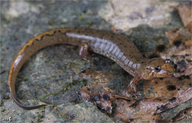 Desmognathus conanti