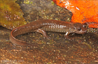 Desmognathus folkertsi