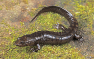 Central Shovel-nosed Salamander