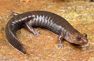 Kanawha Black-bellied Salamander