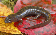 Northern Shovel-nosed Salamander