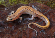 Desmognathus ochrophaeus