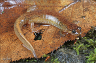 Desmognathus santeetlah