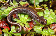 Plethodon asupak