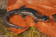 Plethodon chattahoochee