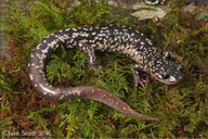 Plethodon cylindraceus