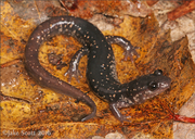 Plethodon grobmani