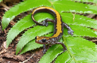 Plethodon idahoensis