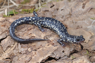 Louisiana Slimy Salamander