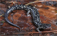 Plethodon sequoyah