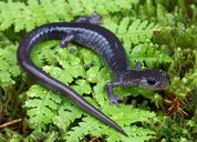 Plethodon wehrlei