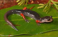 Plethodon shermani