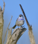 Splendid Fairywren