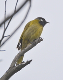 White-eared Honeyeater