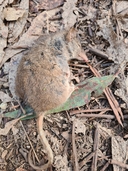 Antechinus flavipes