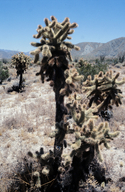 Pink Teddybear Cholla