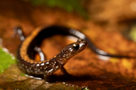 Plethodon shenandoah