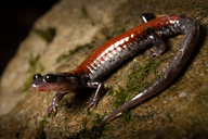 Plethodon yonahlossee