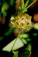Trifolium cyathiferum