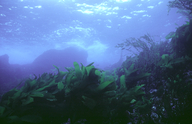 intertidal kelp