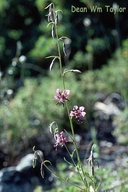 Clarkia australis