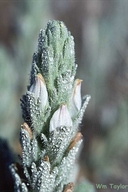 Cordylanthus palmatus