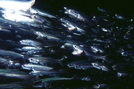Pacific Anchovy