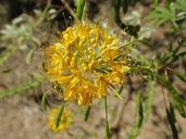 Yellow Bee-plant