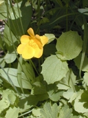 Common Yellow Monkeyflower