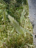 Rabbitsfoot Grass