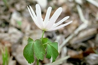 Anemonoides raddeana