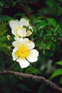 Rosa maximowicziana