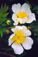 Rosa maximowicziana