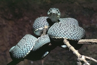Two-lined Pit Viper
