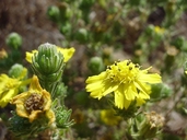 Photo of Deinandra increscens ssp. villosa