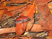 Red-backed Toadlet
