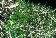 Helodium blandowii