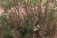 Agastache urticifolia var. urticifolia