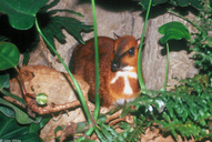 Larger Malay Chevrotain (a.k.a. Mouse Deer)