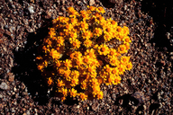 Eriophyllum wallacei