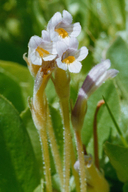 Oneflowered Broomrape