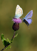 Polyommatus icarus