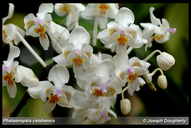 Phalaenopsis celebensis